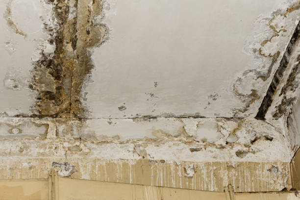 Best Emergency Mold Remediation  in Corte Madera, CA