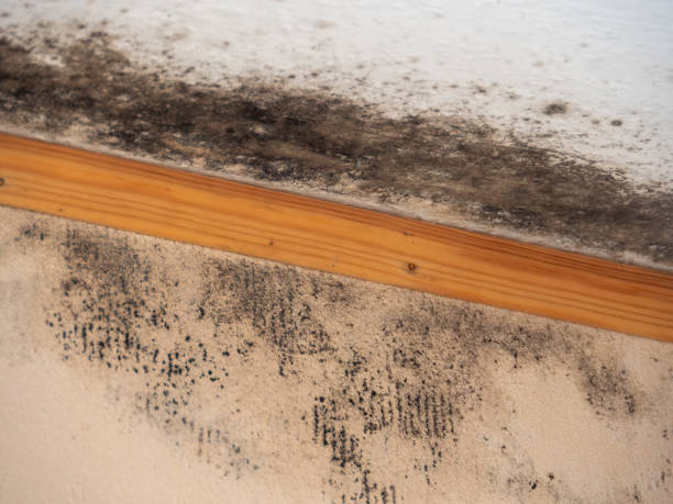 Best Mold Removal for HVAC Installations  in Corte Madera, CA