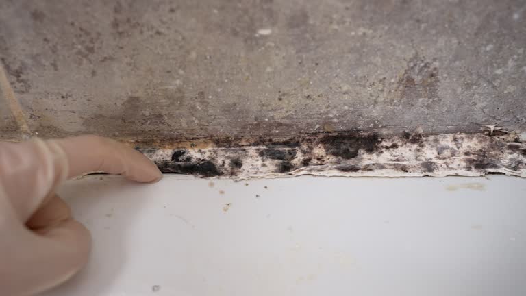 Corte Madera, CA Mold Removal Company
